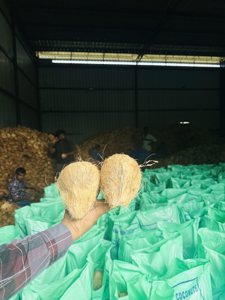 Hand holding two dried coconuts in a warehouse filled with green export bags and stacked coconut piles in the background.
