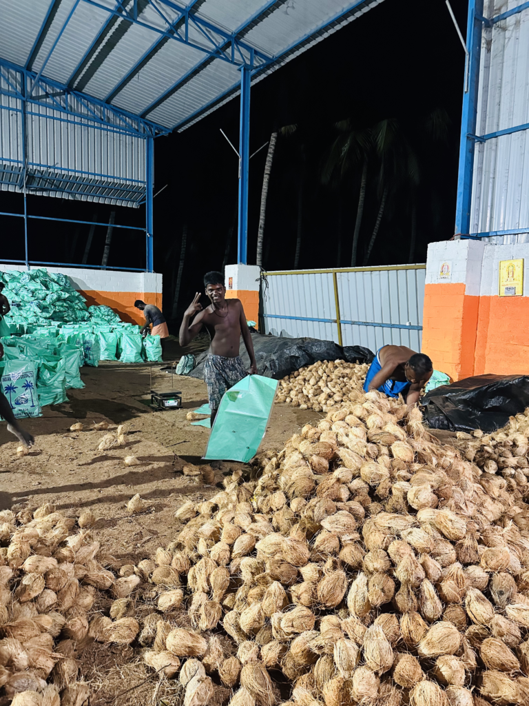 Gallery of workers sorting and packing coconuts in a warehouse for export at night.